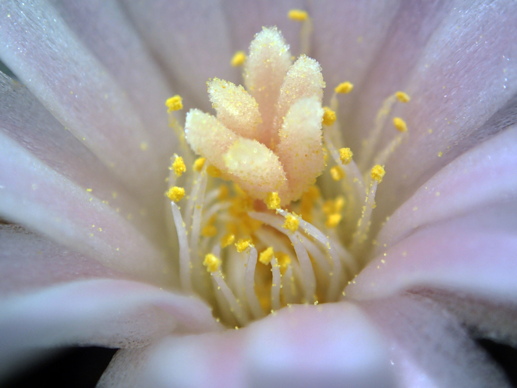 烏羽玉の花