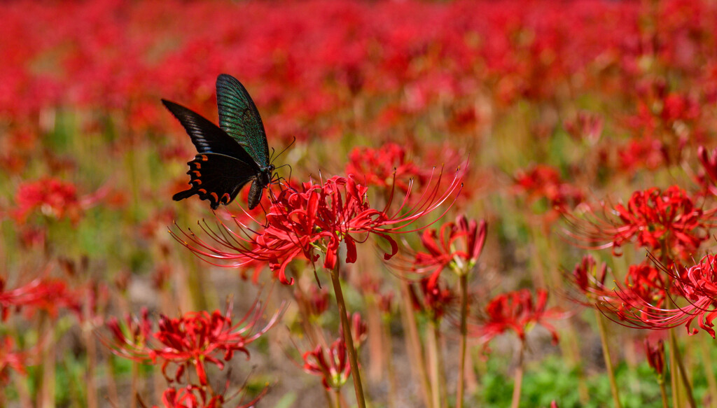 赤い花と蝶