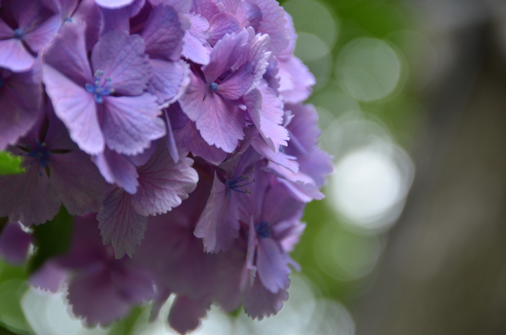 紫陽花・・微妙