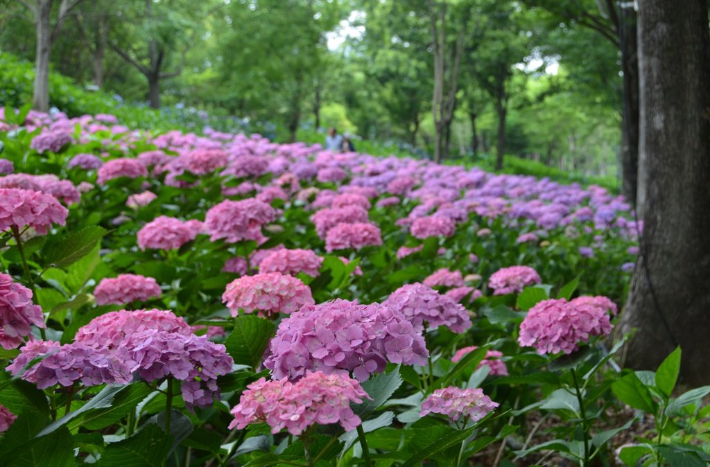 紫陽花の花園2