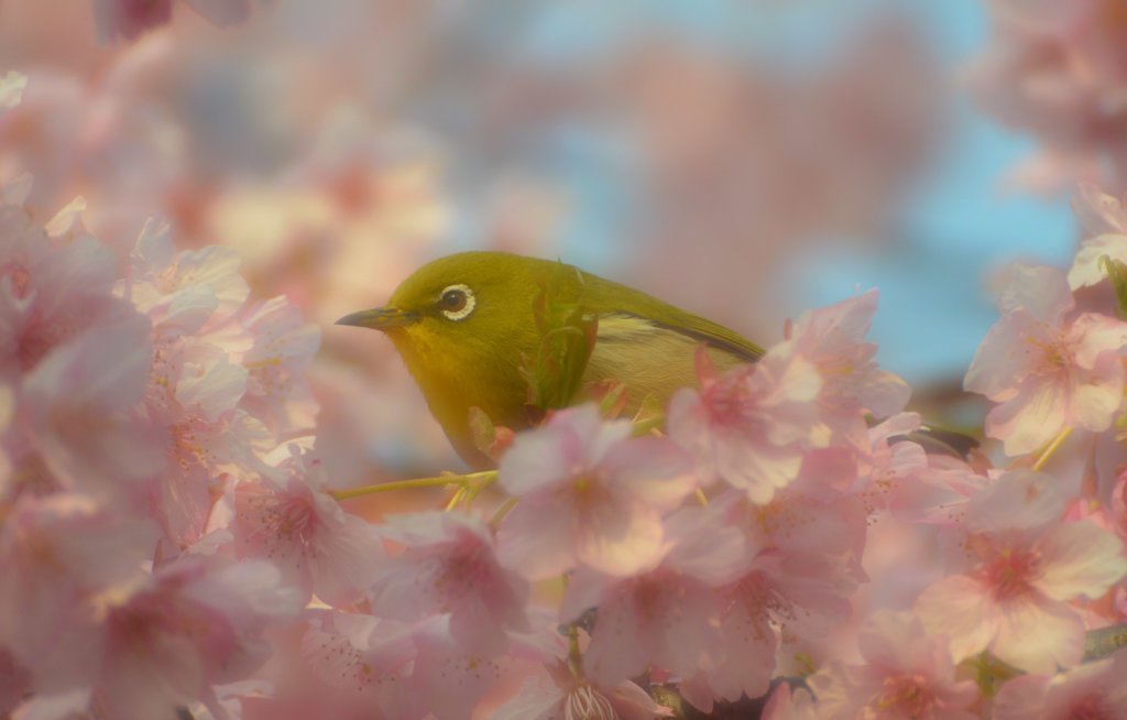 お花に囲まれて♪