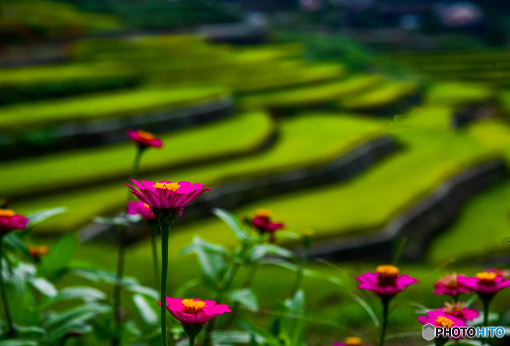 百日草と棚田