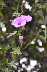 ナイロビの花