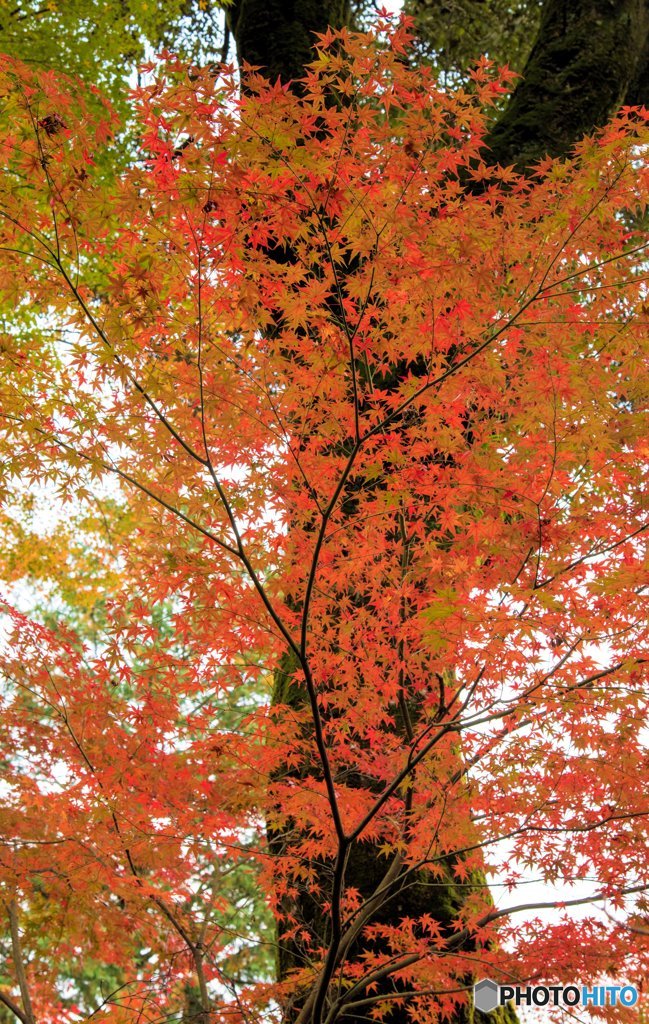 紅葉タペストリーのような・・