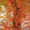 紅葉タペストリーのような・・