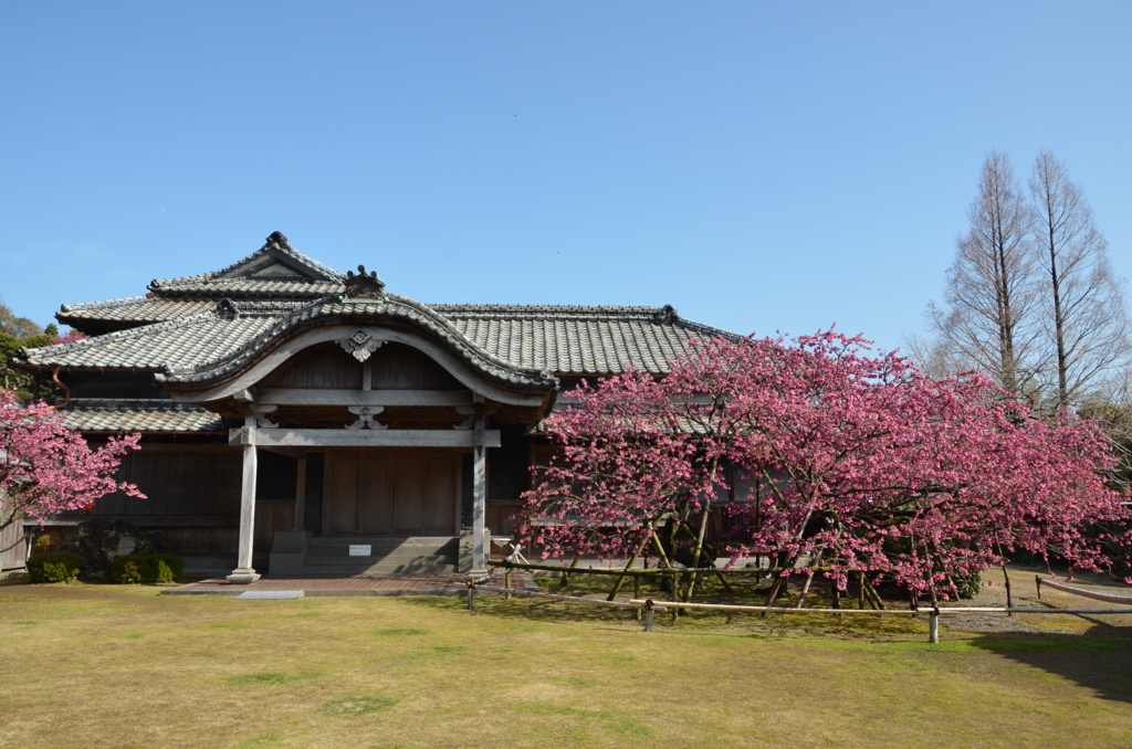 緋寒桜のあるお庭