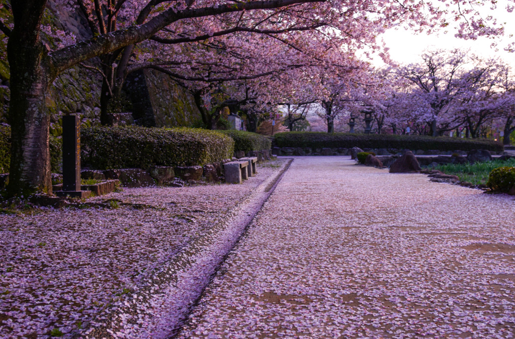 早朝の公園で