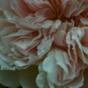 Classic Rose
