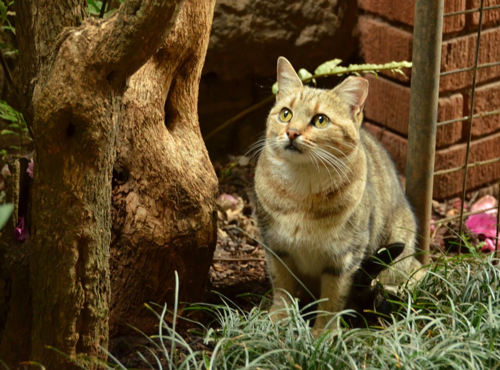 猫