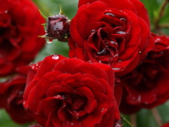 　泣き濡れて真紅の薔薇