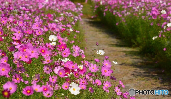 花の散歩道