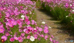 花の散歩道