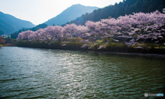 川沿いの桜並木