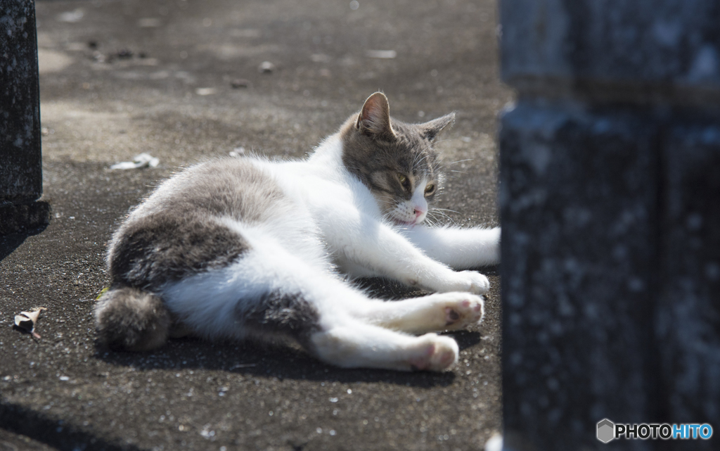 陽だまりの猫