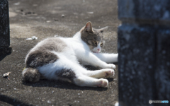 陽だまりの猫