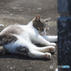 陽だまりの猫