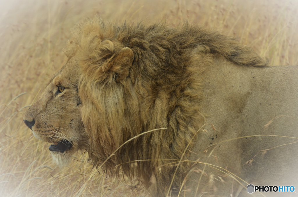 ライオンの横顔 By Re Ikko Id 写真共有サイト Photohito