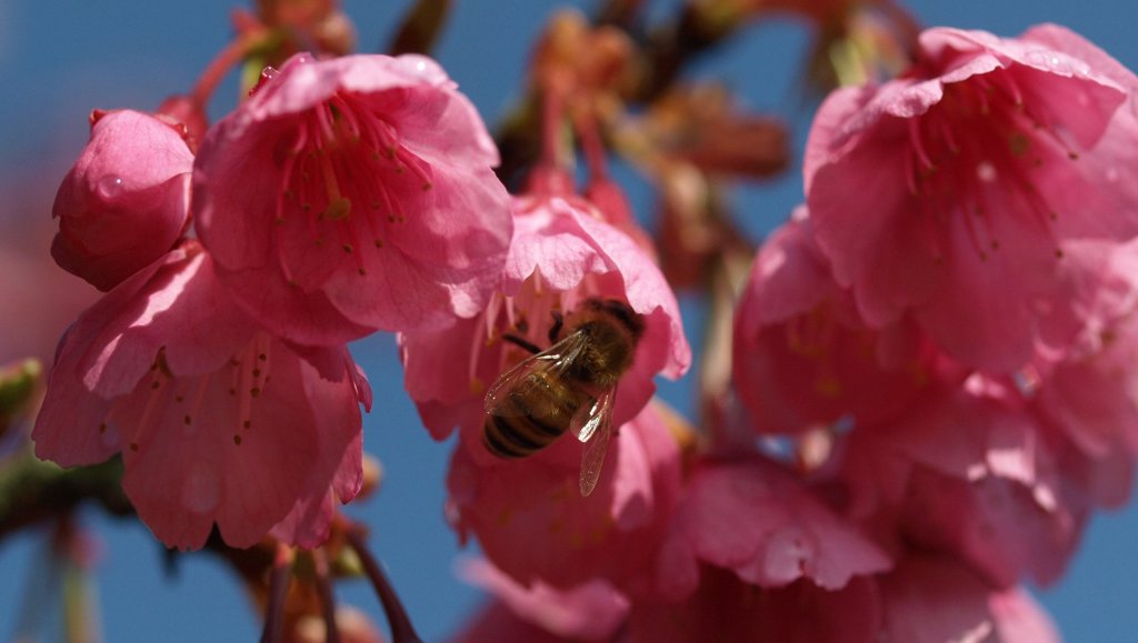 緋寒桜と蜂