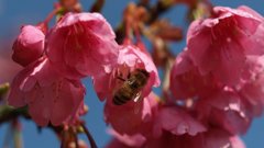 緋寒桜と蜂