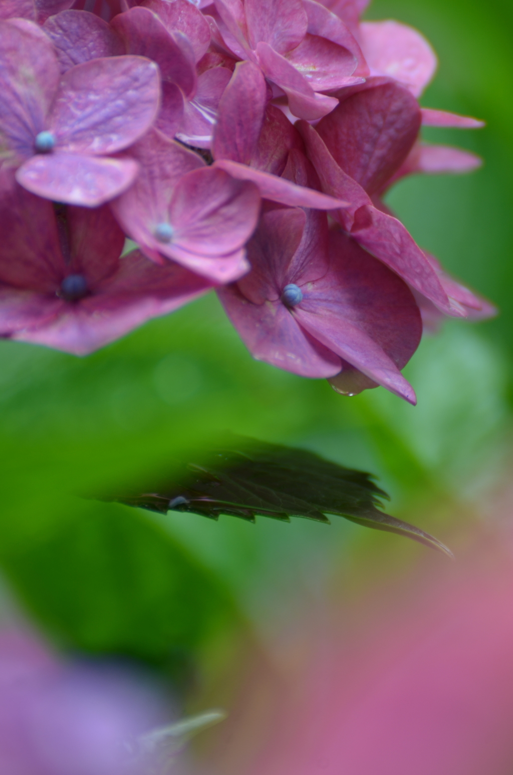 紫陽花のピンク