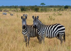 初春のお慶び申し上げます