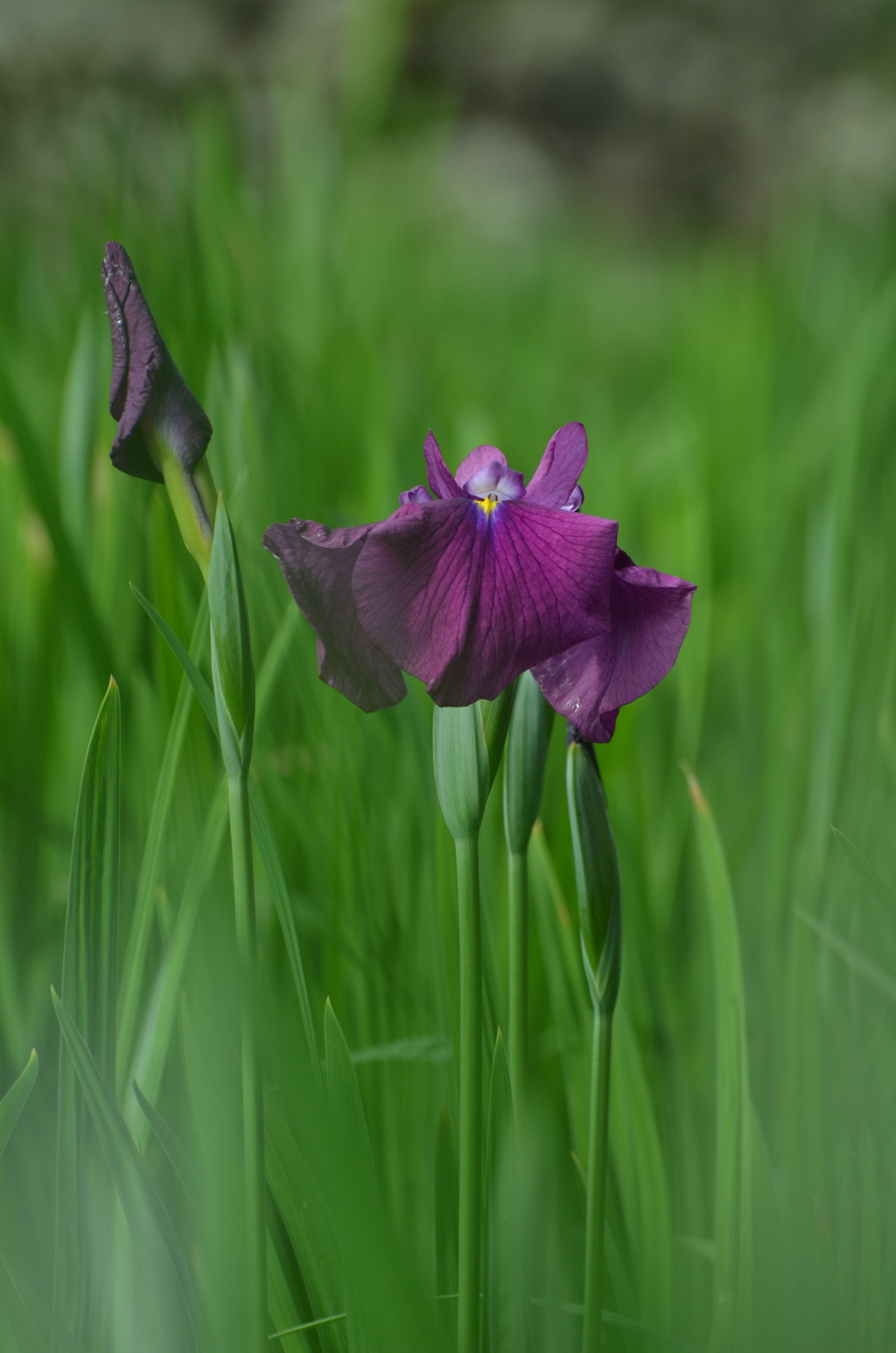 花菖蒲一輪・・貴女が一番と言いたかった