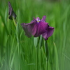 花菖蒲一輪・・貴女が一番と言いたかった