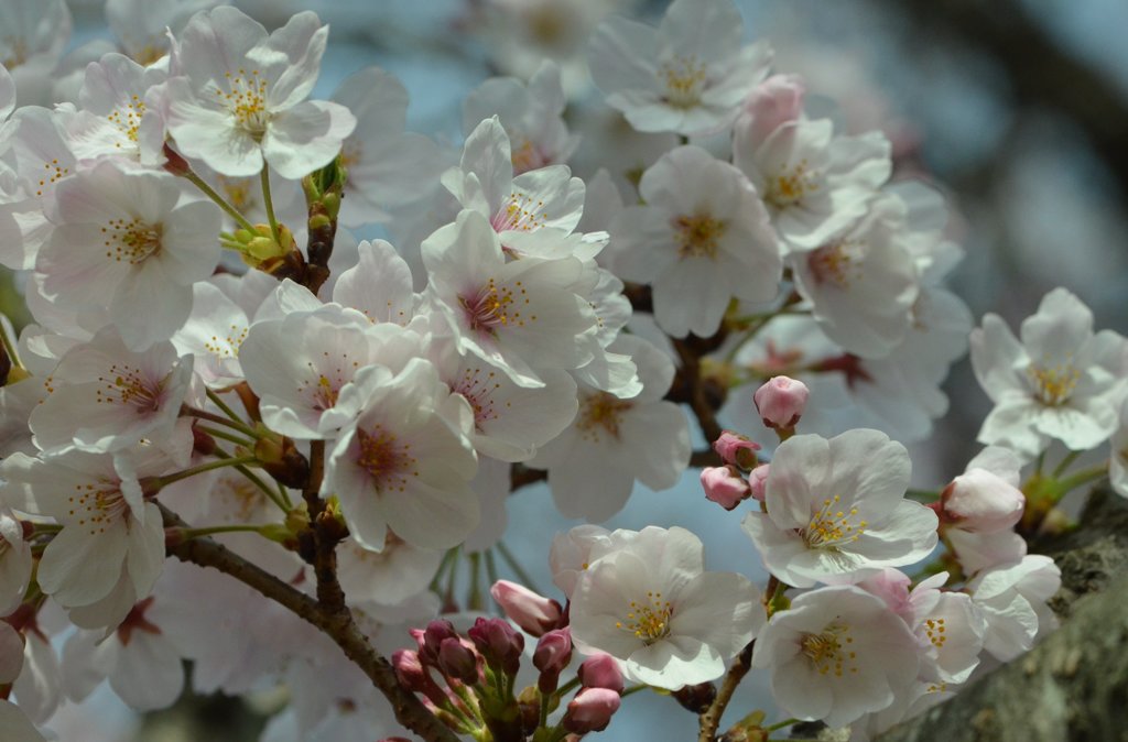 満開の桜花