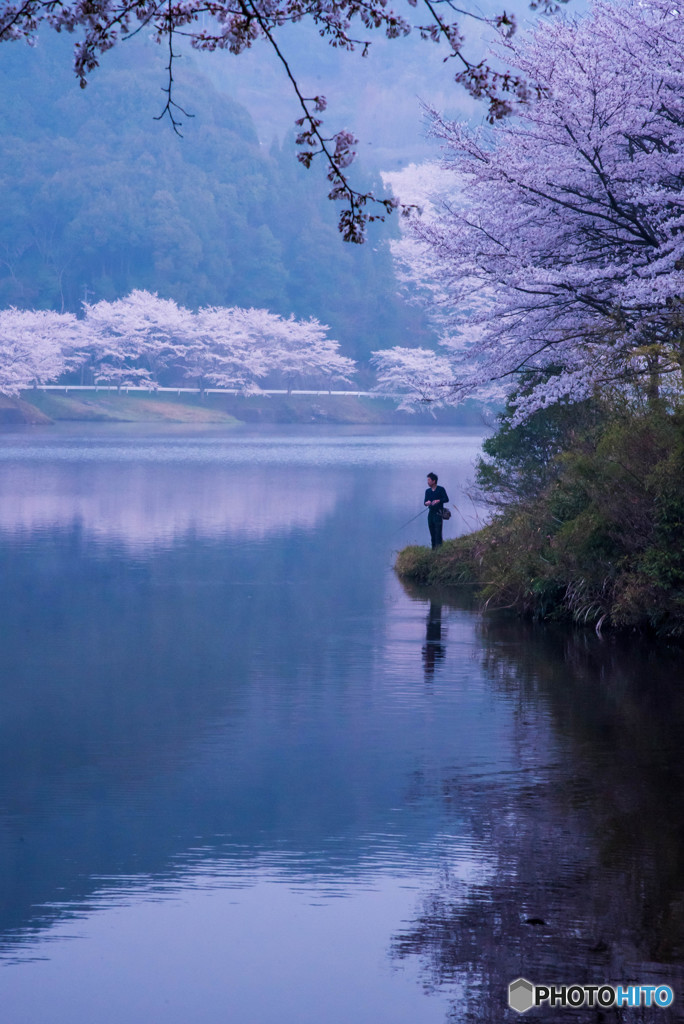桜咲くダム湖に釣り人あり