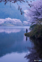 桜咲くダム湖に釣り人あり