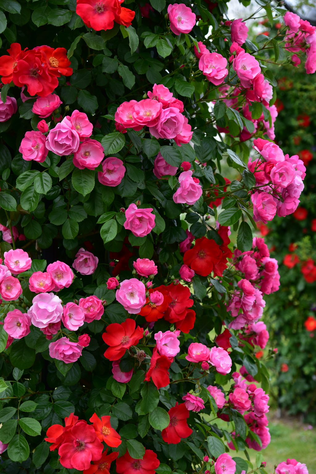 薔薇の園