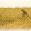 サファリ動物-草原に佇むチーター