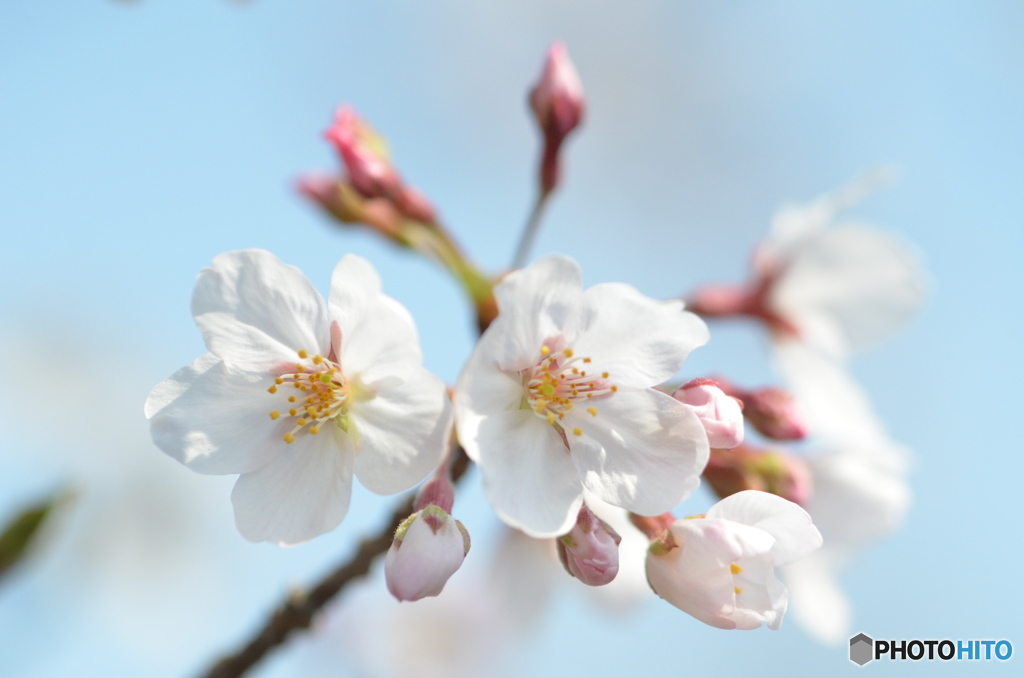 花開くとき