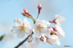 花開くとき