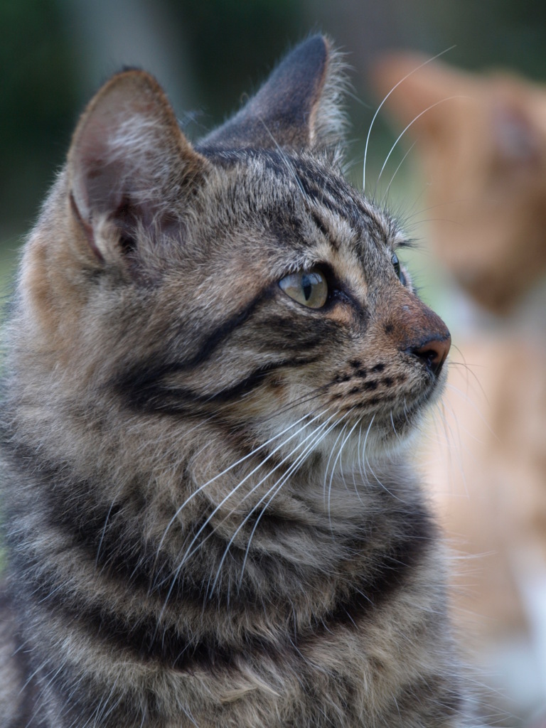 野良猫