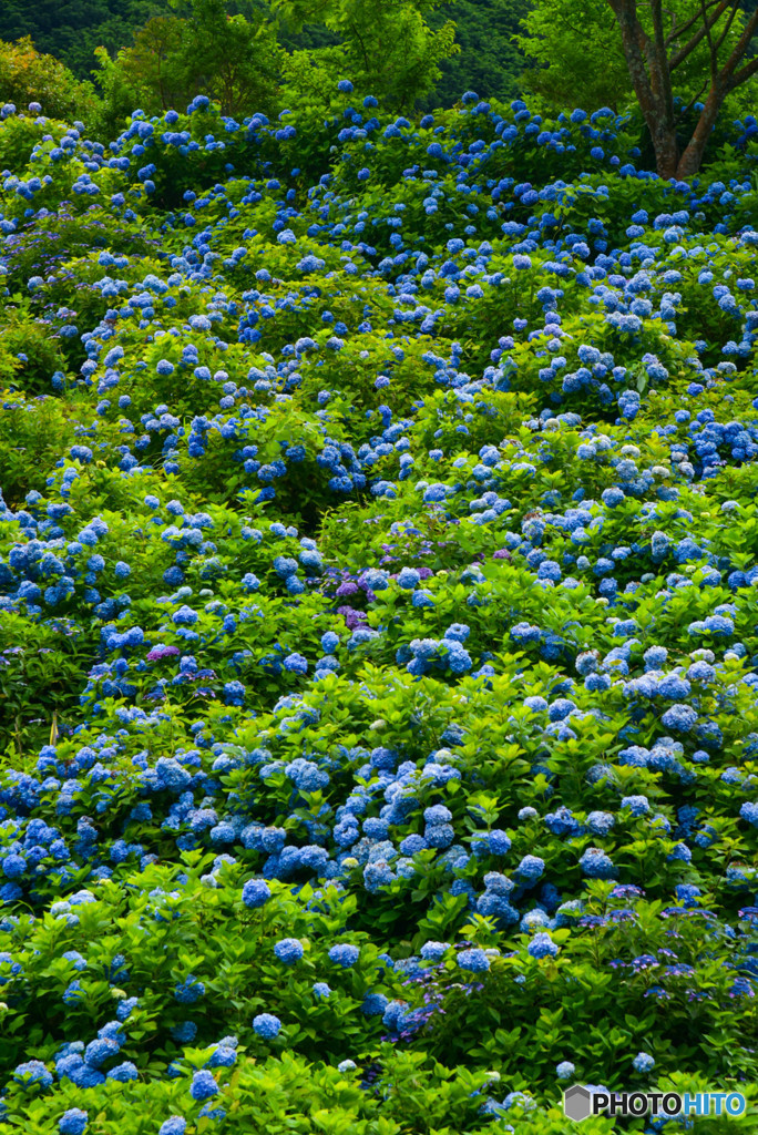 紫陽花ぶるーいっぱい