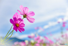 秋桜のささやき