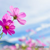 秋桜のささやき
