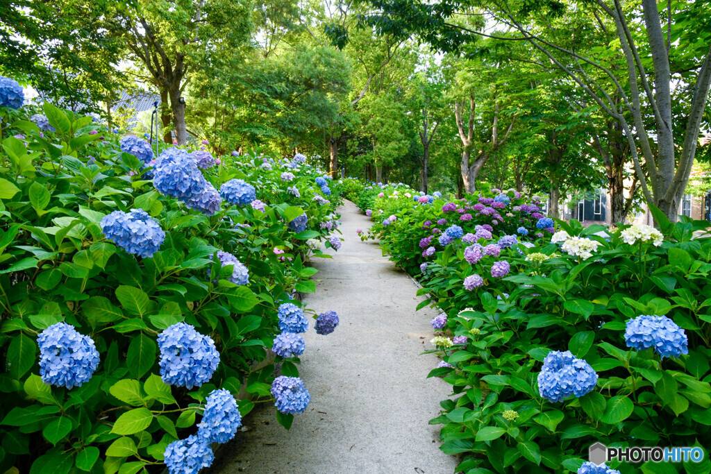 紫陽花の散歩道