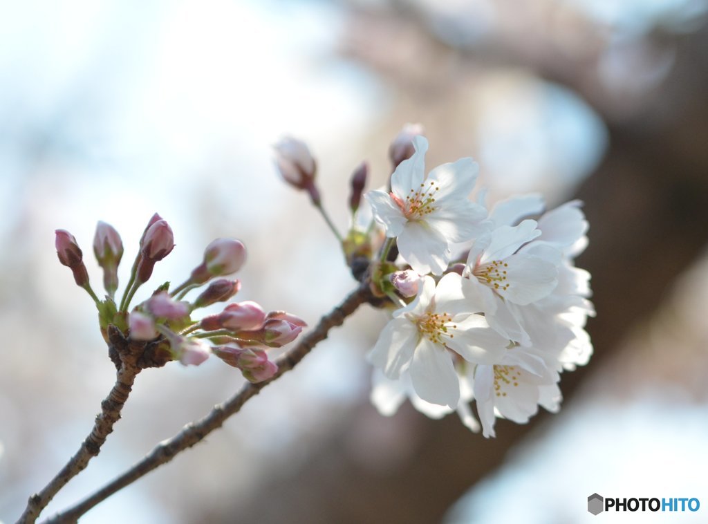 花開く