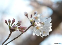 花開く