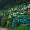 紫陽花の咲くころ