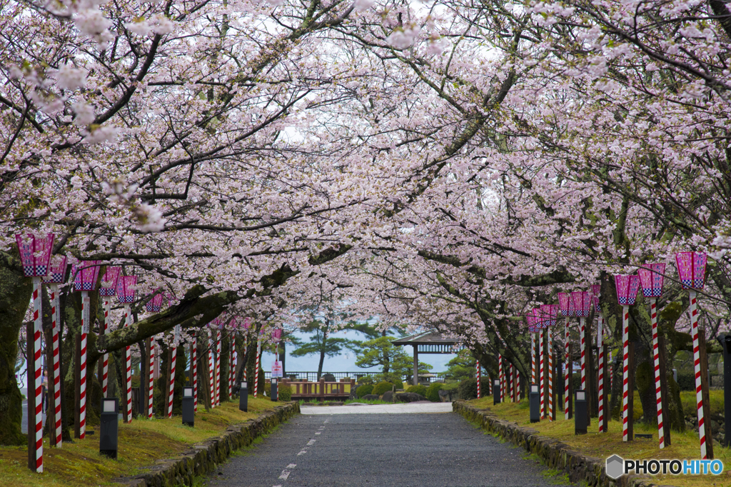 大村公園-桜並木