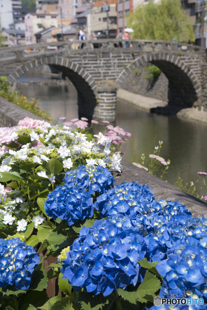 紫陽花眼鏡橋