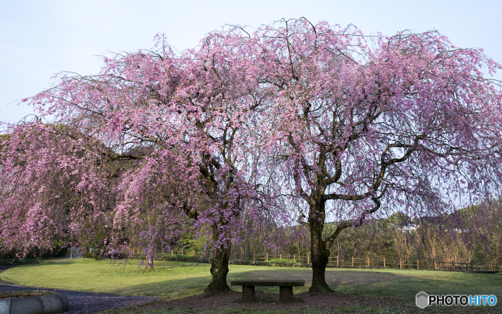 公園の枝垂れ桜