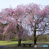 公園の枝垂れ桜