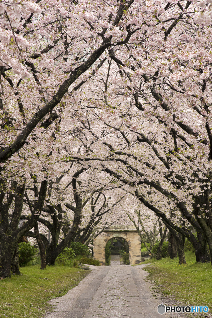 桜並木