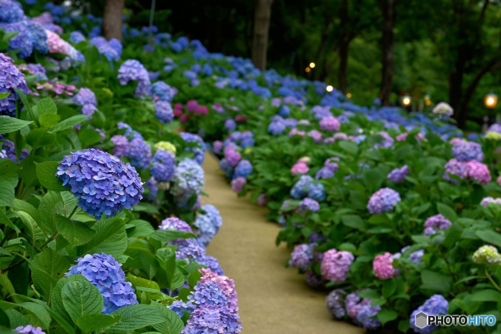 夕暮れの紫陽花