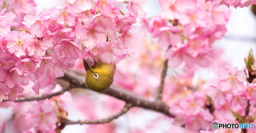 お花に夢中・・