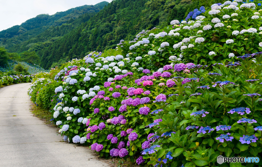 紫陽花の咲く道すがら
